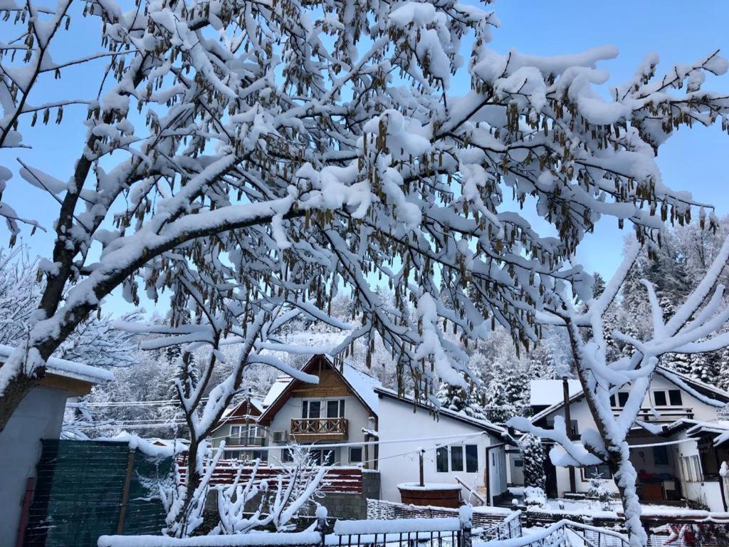 Podul De Brazi - Fir Bridge Villa Cîrţişoara Buitenkant foto